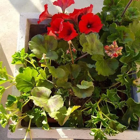 Apartment With One Bedroom In Dubrovnik With Wifi 2 Km From The Beach Διαμέρισμα
